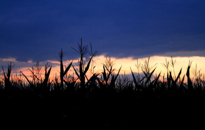 Juli-Maisfeld-bei-Sonnenunt.jpg