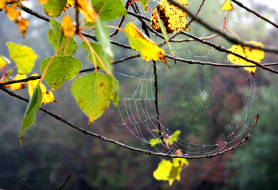 Oktober-Herbstgespinst.jpg