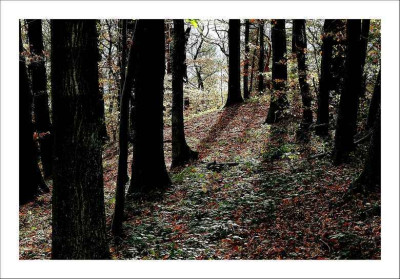 Waldansichten_2_22-10-06.jpg