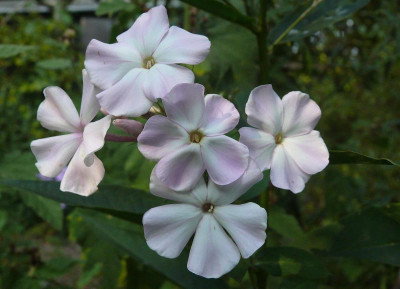 Superphlox_Ga_P1140611.JPG