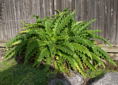 Morina longifolia 26.02.16.JPG