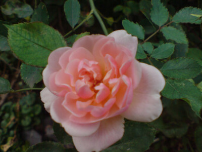 felicia_oder_cornelia_1.JPG