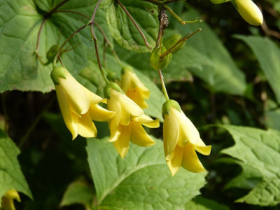 2016-09-26 Kirengoshema palmata.jpg