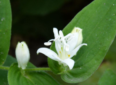 2016-09-26 Tricyrtis hirta 'Alba'.jpg