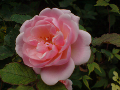 felicia_oder_cornelia_2.JPG
