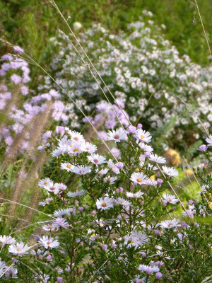 2016-09-26 Gartenimpressionen 1.jpg