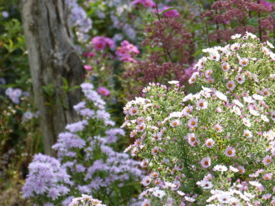 2016-09-26 Gartenimpressionen 3.jpg