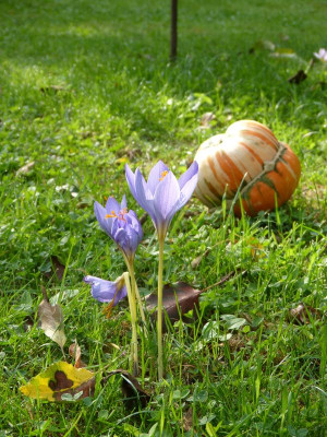 2016-09-26 Gartenimpressionen 4.jpg