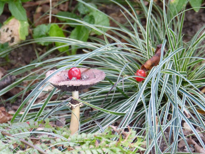 2016-09-26 Gartenimpressionen 6.jpg