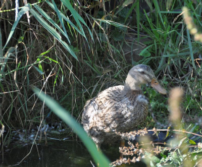 Ente.jpg