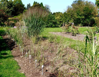 Panicum-Sichtung mit P. virgatum 'Thunder Cloud'.jpg