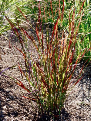 Panicum virgatum 'Prairie Fire'.jpg