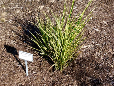 Miscanthus sinensis 'Gold Bar'.jpg