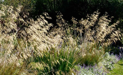 Stipa gigantea.jpg