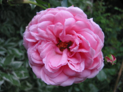 Home__and__Garden_06_.jpg