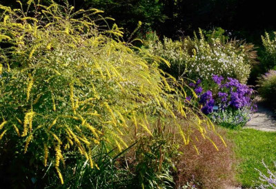 Solidago rugosa 'Fireworks' mit Aster amellus 'Veilchenkönigin'.jpg