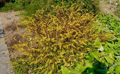 Solidago caesia.jpg