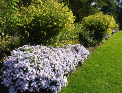 Aster novi-belgii 'Rosenquarz' mit Helianthus microcephalus 'Lemon Queen'.jpg