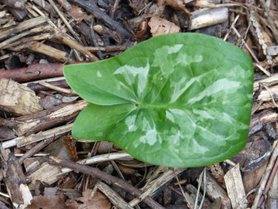 2016-09-26 Arum 'Chameleon'.jpg