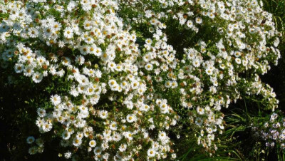 Aster novae-angliae 'Herbstschnee'.jpg