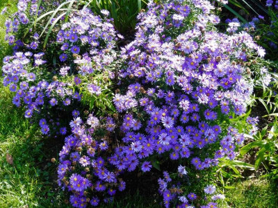 Aster dumosus 'Blaue Lagune'.jpg