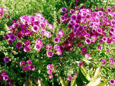 Aster novi-belgii '.Lisette'.jpg