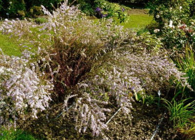 Aster ericoides 'Ringdove'.jpg