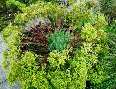 Euphorbia seguieriana ssp. niciciana.jpg