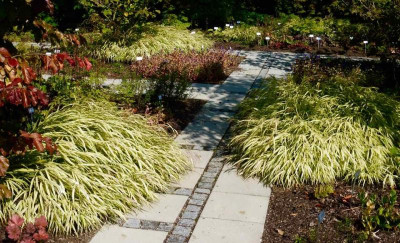 Hakonechloa macra 'Aureola'.jpg