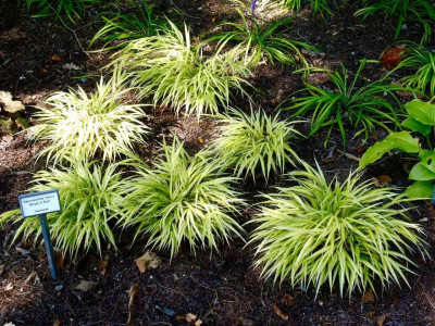 Hakonechloa 'Stripe it Riche'.jpg