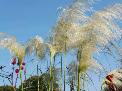 Cortaderia selloana 'Sunningdale Sivler'.jpg
