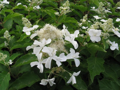 Hydrangea paniculata Prim White [1280x768].jpg