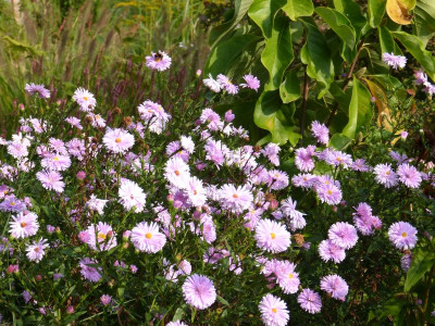 2016-09-26 Aster 'Fellowship'.jpg