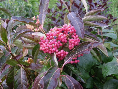 Viburnum nudum Pink Beauty [1280x768].jpg