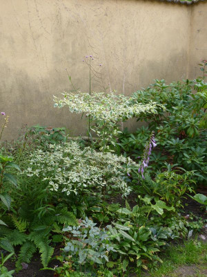 2016-09-26 Cornus alternifolia 'Argentea'.jpg