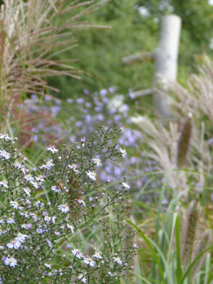 2016-09-26 Gartenimpressionen 8.jpg