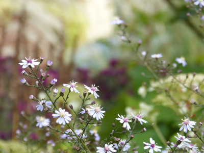 2016-09-26 Gartenimpressionen 9.jpg