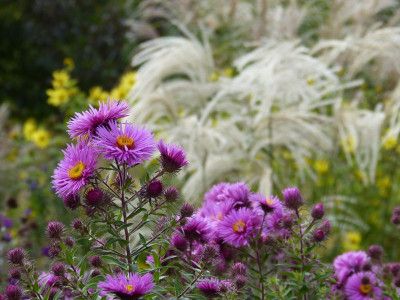 2016-09-26 Gartenimpressionen 11.jpg