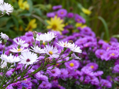 2016-09-26 Gartenimpressionen 14.jpg