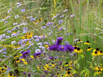 2016-09-26 Gartenimpressionen 15.jpg