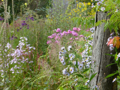 2016-09-26 Gartenimpressionen 17.jpg
