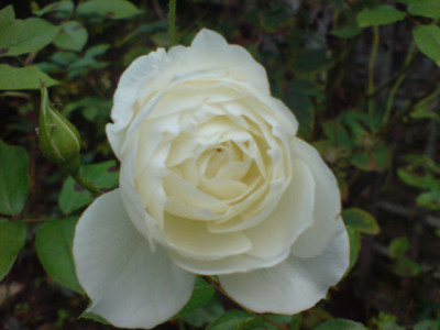 snow_white.JPG