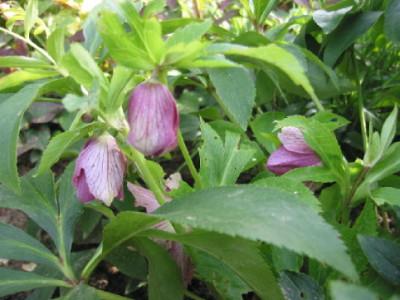 Helleborus_Blueten_Okt_06.jpg