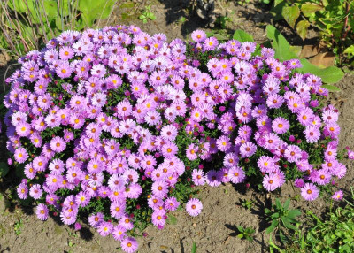 Aster.jpg