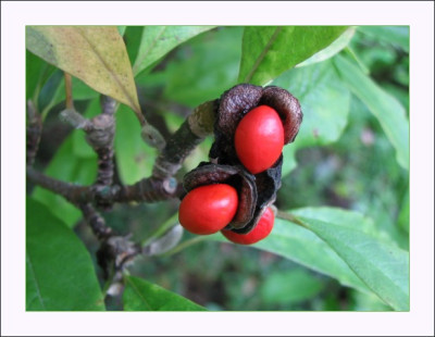 MAGNOLIA_MO_2310_RI.jpg