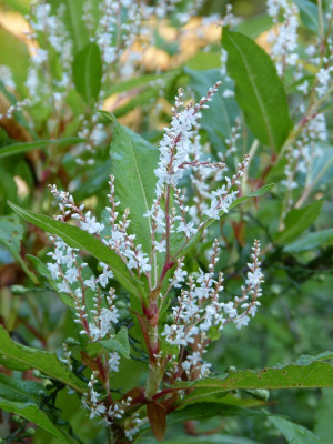 2016-09-27 Persicaria wallichii.jpg