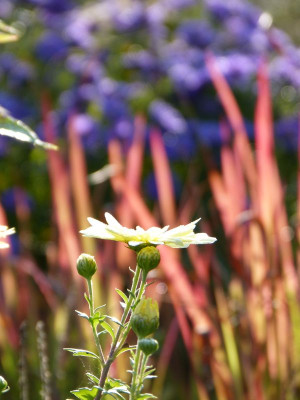 2016-09-27 Gartenimpressionen 9.jpg