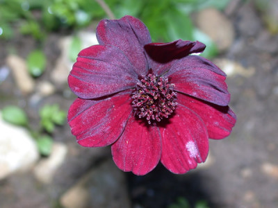 11_Schokoladen-Kosmee_G_21665_88.jpg