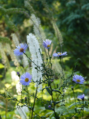 2016-09-27 Gartenimpressionen 1.jpg