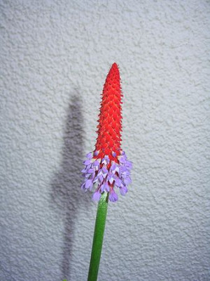 Primula_cernua_2.jpg